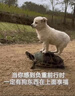 不銹鋼地溝蓋板 304廚房水溝蓋板 201明溝下水道加厚篦子排水溝蓋板 多種規(guī)格請(qǐng)聯(lián)系下單 曬單實(shí)拍圖