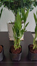 特價(jià)富貴荷花竹盆栽植物室內凈化空氣綠植辦公室桌面四季好養盆栽 荷花竹+節節高升盆+圓底座【1盆】 盆口直徑約8cm 曬單實(shí)拍圖