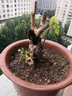 黃荊樁老樁黃荊盆景熟樁樹(shù)樁根雕舍利黃荊室內(nèi)綠植辦公室盆栽庭的 小號(hào)舍利老樁隨機(jī)發(fā) 不含盆 曬單實(shí)拍圖