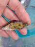 桂花魚苗鱖魚苗翹嘴魚苗斑桂魚肉食性魚苗加州鱸魚苗鱸魚苗小魚苗 鱖魚苗 5條 4-5厘米 曬單實(shí)拍圖