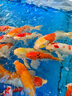統一 魚(yú)糧錦鯉育成稚魚(yú)500g 金魚(yú)血鸚鵡魚(yú)食魚(yú)糧上浮不渾水魚(yú)糧 曬單實(shí)拍圖