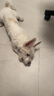 XCHO寵物p繩p鏈狗狗牽引繩遛狗繩子小中大型防爆沖訓(xùn)犬隨行可拆1.5米 曬單實(shí)拍圖