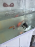 德瑞水族 魚飼料錦鯉飼料育成色揚增體魚食金魚飼料血鸚鵡魚魚糧中粒1.5kg 曬單實拍圖