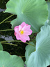 泰森（Tyson）新疆孜然雞柳2斤 無(wú)骨雞柳香辣入味冷凍炸雞半成品空氣炸鍋速食 曬單實(shí)拍圖