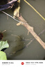 光威龍云釣魚(yú)碳素抄網(wǎng)套裝超輕超硬網(wǎng)桿撈魚(yú)網(wǎng)兜抄網(wǎng)頭碳鎂合金網(wǎng)頭 2.7m 40cm 龍云抄網(wǎng)桿+40網(wǎng)頭 曬單實(shí)拍圖