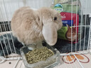 愛(ài)寶兔糧進(jìn)口兔飼料含提摩西草兔糧食小寵糧幼兔成老兔主糧添加益生元 愛(ài)寶成兔糧5磅（新日期） 曬單實(shí)拍圖