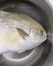 翔泰海南深海金鯧魚(yú)700g 2條 燒烤 火鍋 生鮮魚(yú)類(lèi) BAP認(rèn)證 海鮮水產(chǎn) 曬單實(shí)拍圖