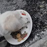 藍氏狗糧真鮮乳鴿中小型犬幼犬成犬生骨肉鮮肉凍干犬糧1.5KG*8 曬單實(shí)拍圖