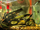 沃韋朗沃韋朗豐年蝦塊凍干紅蟲(chóng)干魚(yú)食金魚(yú)魚(yú)糧七彩神仙小型魚(yú)孔雀魚(yú)飼料 500ml 凍干紅線(xiàn)蟲(chóng)貼塊+豐年蝦塊 各一瓶 曬單實(shí)拍圖