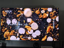TCL電視 75Q10L Pro 75英寸 極景QD-MiniLED 蝶翼華曜屏 萬(wàn)象分區 絢彩XDR 6500nits 國家補貼 低反屏 75英寸 曬單實(shí)拍圖