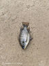 龍王恨魚(yú)餌野戰藍鯽香腥釣餌江河湖庫黑坑野釣鯽魚(yú)鯉魚(yú)草青鳊魚(yú)釣魚(yú)餌料 曬單實(shí)拍圖