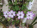 鐵線(xiàn)蓮大苗盆栽藤本爬藤花卉重瓣陽(yáng)臺庭院攀援四季植物帶盆發(fā)貨 美好回憶 曬單實(shí)拍圖