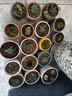 多肉植物組合3-5厘米卷好盆栽耐干旱好養(yǎng)新手基地玉露綠植盆栽 【3-5厘米】18棵不重復(fù)有玉露 曬單實(shí)拍圖