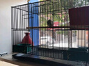 鉑吶苓鳥籠鸚鵡鳥籠子鳥窩八哥玄鳳虎皮鸚鵡籠雞籠蘆丁雞專用飼養(yǎng)箱 黑色-含托盤+食盒x2+站桿+飲水器 中號40x30x30cm 曬單實(shí)拍圖