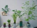 苔玉紅觀音竹苔蘚球紅桿觀音竹水培竹子室內(nèi)水養(yǎng)綠植四季常青盆景 苔玉紅觀音1球 曬單實拍圖