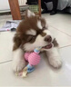 祥記萌奇純種阿拉斯加幼犬大骨架雪橇犬黑桃黑十紅桃紅十灰桃灰十狗狗活體 寵物級 灰 曬單實(shí)拍圖