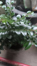 小葉紫檀盆景老樁綠植中式盆栽室內辦公桌面茶幾花卉擺件好養(yǎng)易活 叢林小葉紫檀1盆【25-30厘米】+原盆土+肥 曬單實拍圖
