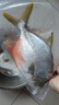翔泰海南深海金鯧魚700g 2條 燒烤 火鍋 生鮮魚類 BAP認證 海鮮水產(chǎn) 曬單實拍圖