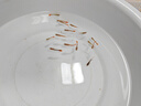 寵小俠純種孔雀魚觀賞魚好養(yǎng)耐活淡水小型魚熱帶魚鳳尾熱帶魚小魚苗 練手孔雀2-3cm15條（10送5備損） 曬單實拍圖