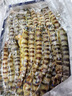 中水遠洋進(jìn)口斑節蝦活凍鎖鮮海捕大蝦凈重2斤九節蝦塞拉利昂竹節蝦40-60只 曬單實(shí)拍圖