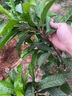 蛋黃果苗樹(shù)耀堂仙桃木瓜雞蛋果樹(shù)苗庭院種植當年結果陽(yáng)臺盆栽帶土 新品種【AL羅斯果嫁接苗】榴蓮味 三年苗 曬單實(shí)拍圖