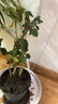 茉莉花苗盆栽帶花苞九里香老樁花卉植物室內(nèi)濃香四季開(kāi)花好養(yǎng) 大份茉莉花【4-6顆】花苞飽滿 曬單實(shí)拍圖