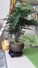 幼薇文竹盆栽植物室內(nèi)綠化四季迷你辦公室綠植擺件桌面好養(yǎng)創(chuàng)意小盆景 文竹+舍得小紫砂盆+圓形底盤 帶盆栽好 曬單實(shí)拍圖