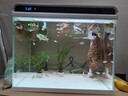 日清丸紅飼料熱帶魚(yú)燈魚(yú)斗魚(yú)孔雀魚(yú)金魚(yú)慈鯛魚(yú)苗B1B2C1S1日本品牌 左下角進(jìn)店 亞成B2飼料（50克） 曬單實(shí)拍圖