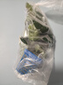 佩瑪思特大葉榕水榕大全水草植物真草造景陰性淡水魚(yú)缸綠植 迷你榕 曬單實(shí)拍圖