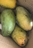 甜果源 攀枝花凱特芒 四川芒果青皮芒果老樹(shù)上現摘現發(fā)應季時(shí)令生鮮水果 凈重4.5-5斤【80%人選擇】 單果300g+【小個(gè)頭 大甜蜜】 曬單實(shí)拍圖