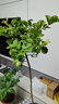 香水檸檬樹(shù)苗盆栽可結果樹(shù)苗大型綠植室內客廳四季好養植物 檸檬樹(shù)1-1.2米+白螺紋盆 曬單實(shí)拍圖
