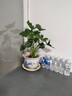 大葉春羽水培綠植花大葉龍鱗正品養(yǎng)不死的花卉綠植四季常青花卉活 大葉春羽含根總高40-50厘米3顆 不含瓶 曬單實(shí)拍圖