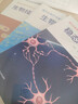 2026高中生物學(xué)深度學(xué)習(xí) 遺傳與進(jìn)化 分子與細(xì)胞 生物技術(shù)與工程穩(wěn)態(tài)與調(diào)節(jié)新課程新高考生物學(xué)學(xué)科核心素養(yǎng)華東師范大學(xué)出版社 【5本深度學(xué)習(xí)】高中全5套 曬單實(shí)拍圖