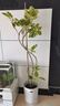 大型盆栽各種植物發(fā)財樹(shù)金錢(qián)樹(shù)綠蘿慶典喬遷盆景綠植辦公室內客廳 造型黃金榕1.1-1.3米【圓柱盆】 含盆 曬單實(shí)拍圖