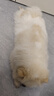 藍(lán)豚寵物吹水機(jī)寵物專用狗狗吹風(fēng)機(jī)吹毛機(jī)大功率金毛泰迪大型犬用 旗艦版1090A黃色 2200w 曬單實(shí)拍圖