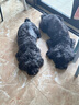超可信（NexGard SPECTRA）狗狗進(jìn)口驅蟲(chóng)藥大型犬L號體內外同驅去跳蚤蜱蟲(chóng)原研藥6片裝 曬單實(shí)拍圖