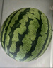 【產(chǎn)地直采】麒麟奶油西瓜 約5.5kg 曬單實(shí)拍圖