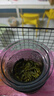 三隱 茶葉 綠茶2025新茶雨前春茶云霧高山綠茶濃香型袋裝500g自己喝 曬單實(shí)拍圖