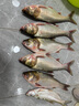 釣魚(yú)王鰱鳙巨物方塊餌料翻板爆炸鉤專(zhuān)用魚(yú)餌海桿拋竿酸臭窩料 酸臭餅 曬單實(shí)拍圖