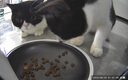 小佩寵物AI智能自動(dòng)喂食器可視版 定時(shí)定量 貓狗寵物喂食 視頻監控 曬單實(shí)拍圖