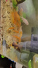 瘋狂水草（FKSC）錦鯉魚飼料2.5斤高級(jí)增肥錦鯉魚食專用大顆粒增體三合一魚糧錦鯉 曬單實(shí)拍圖