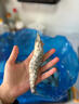 Member's Mark 泰國進(jìn)口 生冷凍黑虎蝦 2kg (約31-40只/每千克) 2kg(凈重) 曬單實(shí)拍圖