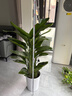 植男植女天堂鳥(niǎo)客廳辦公室內好養落地大盆栽真綠植物吸甲醛凈空氣源頭直發(fā) 曬單實(shí)拍圖