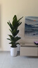卉優(yōu)特級天堂鳥(niǎo)盆栽客廳室內大型綠植辦公室居家植物新房吸除甲醛好養 特級天堂鳥(niǎo)1.1-1.2m【滑輪圓柱盆】 曬單實(shí)拍圖
