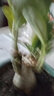 【夏季新品】稀有多頭沙漠玫瑰重瓣老樁濃香多肉綠植四季室內外 多色花    根直徑（2-4公分） 帶黑色育苗盆發(fā)貨 曬單實(shí)拍圖