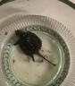 北美小鱷龜苗活物寵物龜觀(guān)賞龜雜食肉龜兇猛小烏龜活體一公一母 北美鱷龜 單只 2-3厘米 曬單實(shí)拍圖