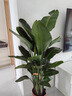 大型綠植物花卉盆栽辦公室內(nèi)天堂鳥金錢發(fā)財(cái)樹綠蘿龜背竹喬遷送禮 精品天堂鳥1.2-1.3m[鉆石樹脂盆] 曬單實(shí)拍圖