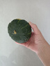 粵迎山東貝貝南瓜板栗口感源頭直發(fā)香甜兒童輔食美味粗糧新鮮蔬菜生鮮 5斤 精選裝【香甜粉糯】凈4.5斤 曬單實拍圖