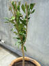 無(wú)籽石榴樹(shù)苗盆栽種植地栽南北方可種當年結果陽(yáng)臺庭院室內外石榴 突尼斯石榴樹(shù)苗現挖現發(fā)耐寒耐熱 八年苗1米高左右根莖3厘米粗 曬單實(shí)拍圖