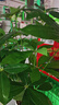 悠梵萌發(fā)財樹仿真植物盆栽假金錢樹客廳落地假盆景室內(nèi)裝飾假花 曬單實拍圖